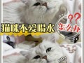 养猫后拉肚子_猫咪拉肚子困扰多，萌宠健康需呵护