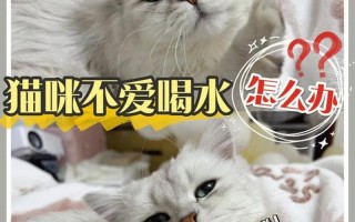 养猫后拉肚子_猫咪拉肚子困扰多，萌宠健康需呵护