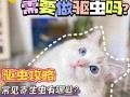 养猫感觉身上有跳蚤_养猫身上有跳蚤怎么办