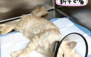 养猫需要做绝育吗—养猫咪一定要绝育吗