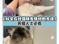 寄养猫的地方叫什么(寄养猫猫全攻略：从准备到照顾的详细指南)