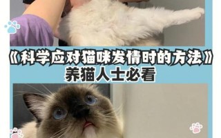 寄养猫的地方叫什么(寄养猫猫全攻略：从准备到照顾的详细指南)