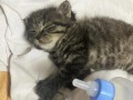 开水兑奶可以喂猫(开水兑奶：喂猫新奇招，健康美味又营养)