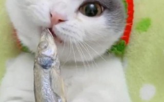 烧烤的鱼可以喂猫吗_烤鱼片可以喂猫吗
