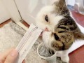 猫咪流口水没食欲_猫咪流涎厌食：探寻背后的原因和应对措施