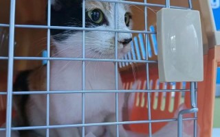 番禺市桥领养猫—番禺市桥领养流浪猫，让爱不再无家可归