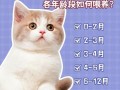 满月小奶猫怎么喂养—满月小奶猫科学喂养指南：哺乳频率、 *** 与注意事项