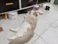 猫食欲不振没精神—猫猫食难下，无精打采究何因