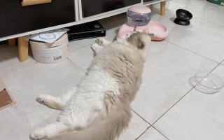 猫食欲不振没精神—猫猫食难下，无精打采究何因