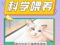 养猫要干些什么—猫咪照护指南：喂养、清洁、陪伴