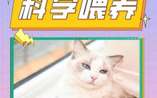 养猫要干些什么—猫咪照护指南：喂养、清洁、陪伴