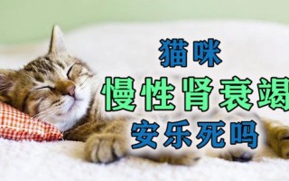 猫肾衰竭能活多久—猫肾衰竭能救活吗