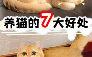 家里养猫的注意事项_家里养猫的注意事项是什么