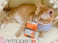 猫喂完驱虫药上吐下泻_猫误食驱虫药后的生理反应：上吐下泻