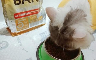 幼猫喂几颗猫粮_喂养幼猫：掌握每日进食量