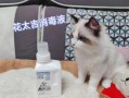 家里养了猫猫 用什么消毒液—室内猫咪消毒指南：选择安全有效的产品
