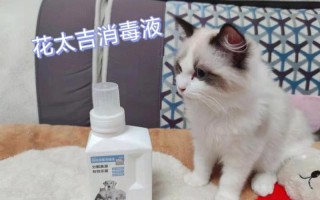 家里养了猫猫 用什么消毒液—室内猫咪消毒指南：选择安全有效的产品