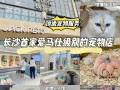 通州区宠物店寄养猫(北京通州区宠物店猫咪寄养中心：贴心呵护，温暖相伴)