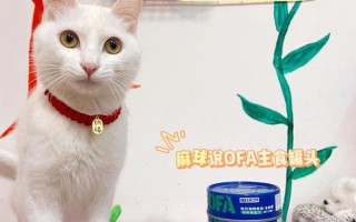 猫咪罐头和猫粮怎么喂—猫罐头猫粮科学喂养指南
